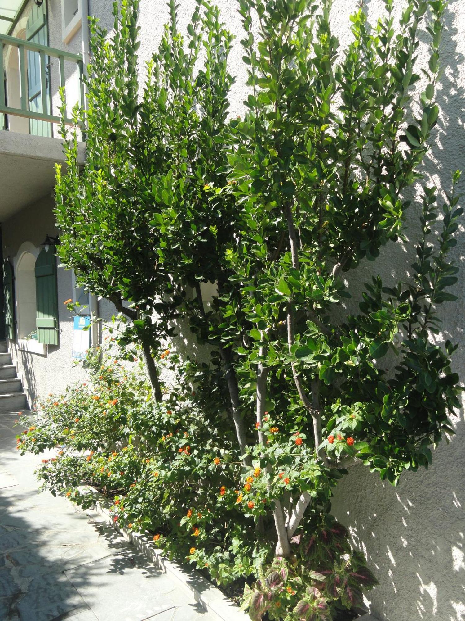 Bellevue Apartments Sitia (Crete) Exterior foto